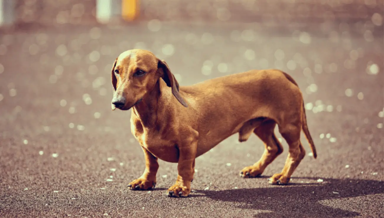 Dachshund 2