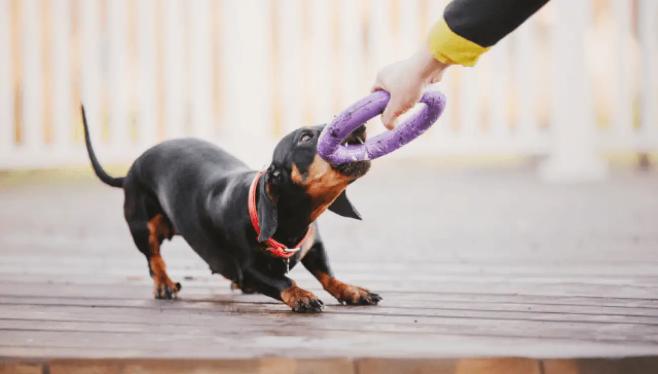 Dachshund 3