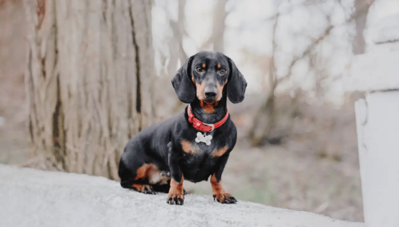 Dachshund | Dog Breed Info, Guide & Care