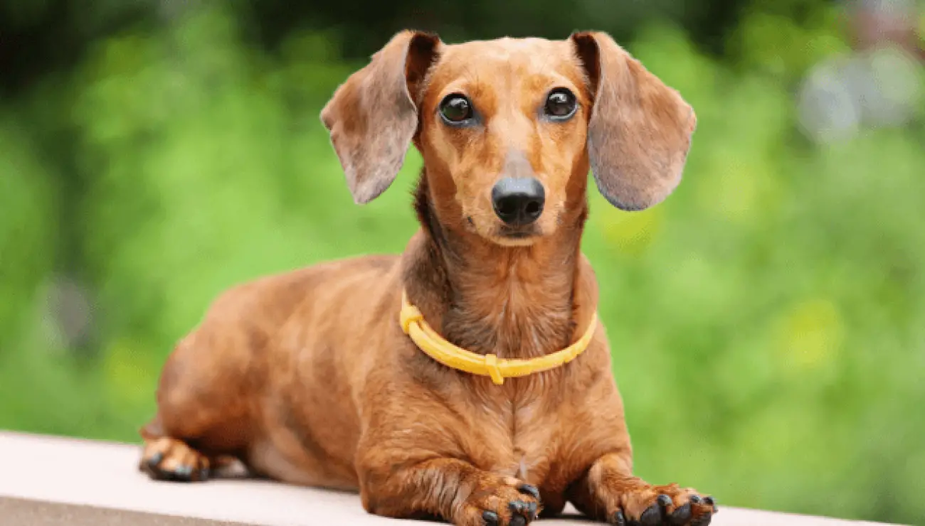 Dachshund 0