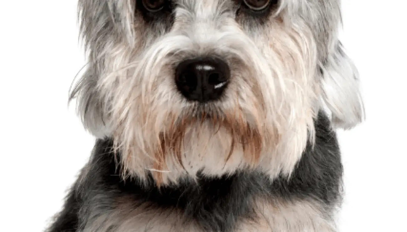 Dandie Dinmont Terrier 0