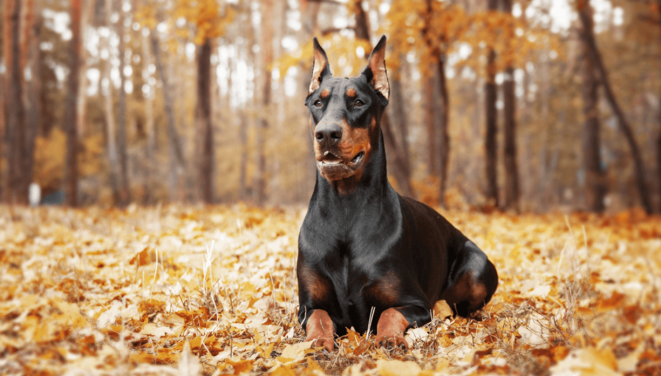 je li doberman radni pas