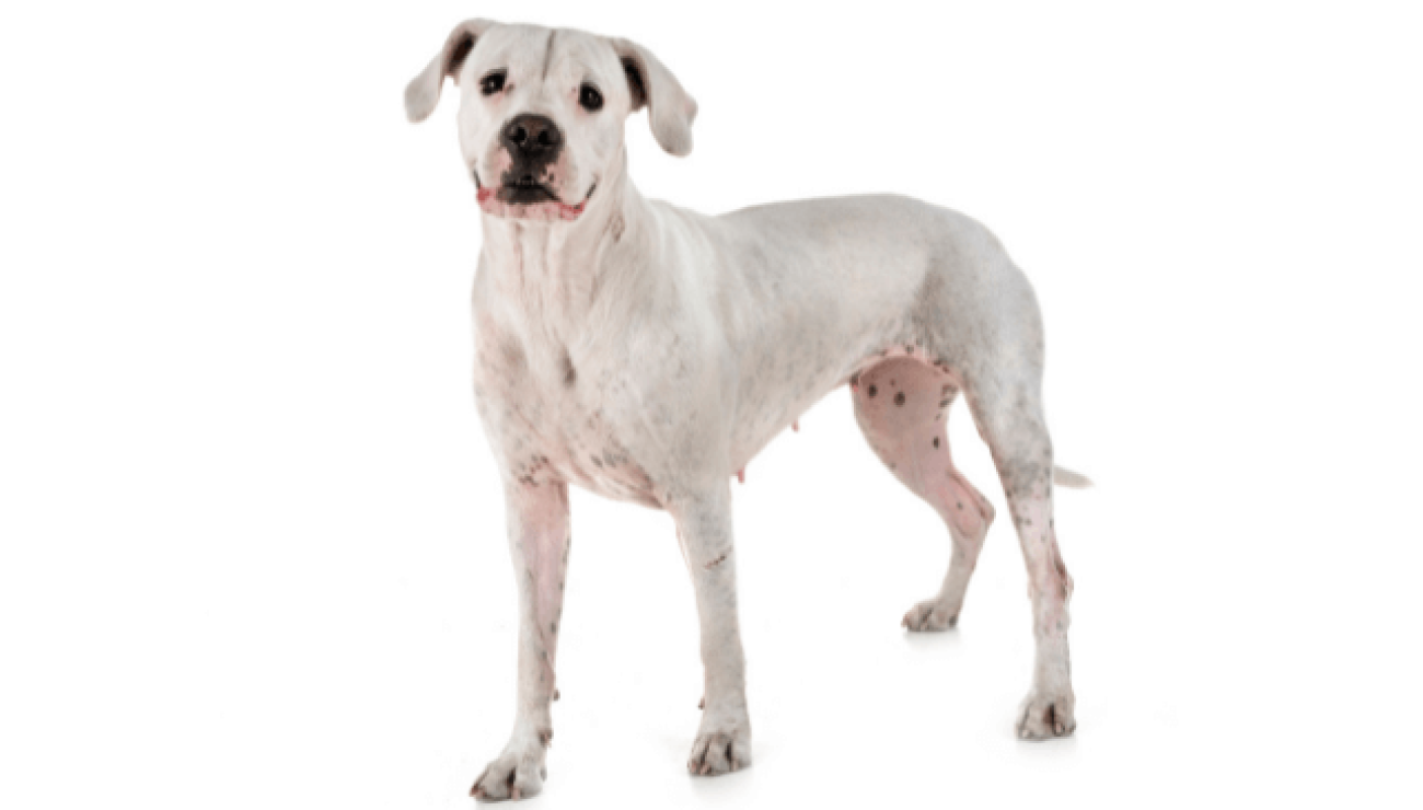 The Significance of Adequate Maintenance and Nutritional Support for the  Longevity of Your Dogo Argentino.