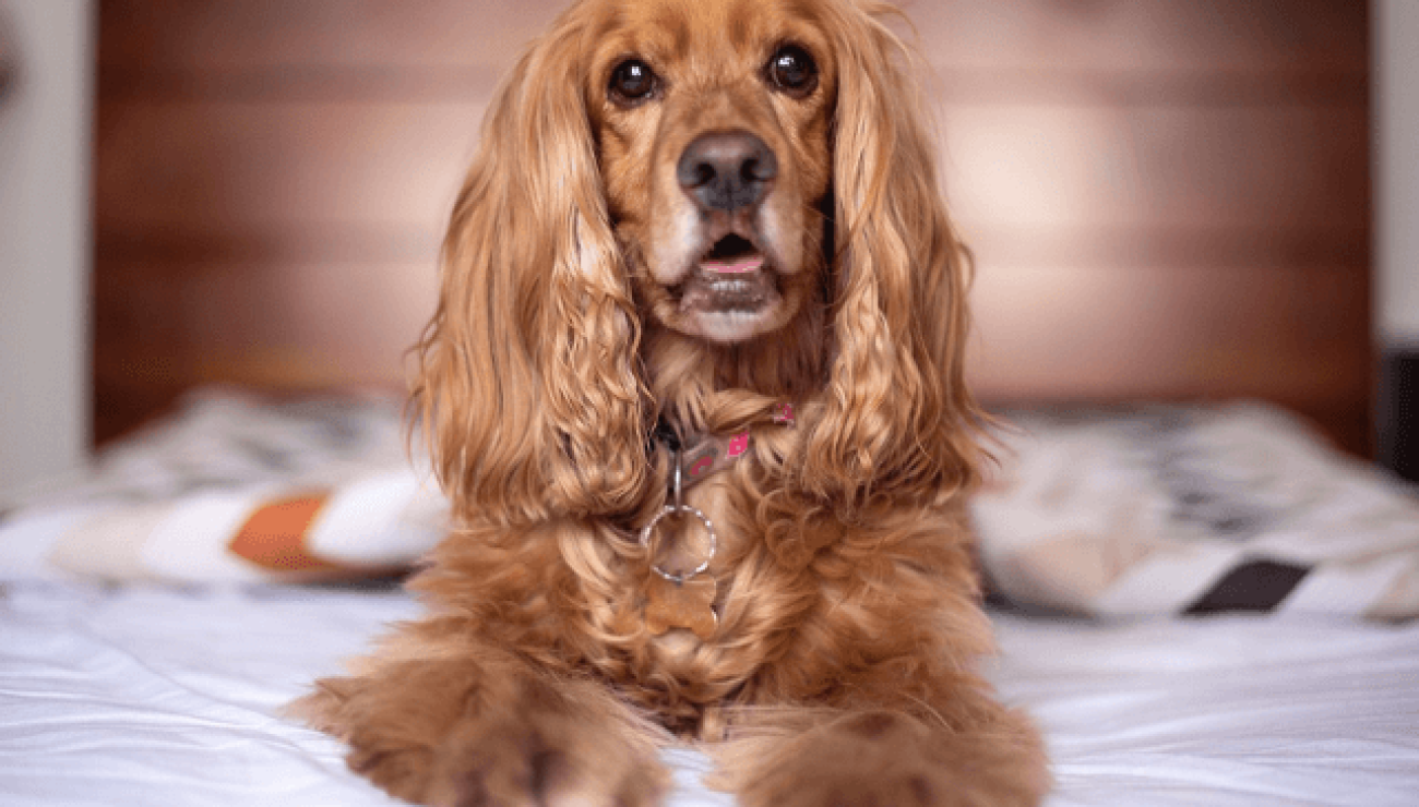 Alla scoperta delle razze canine: il Cocker Spaniel