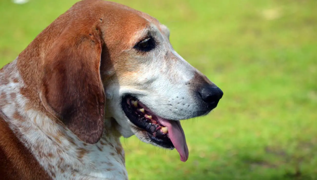 American English Coonhound 0