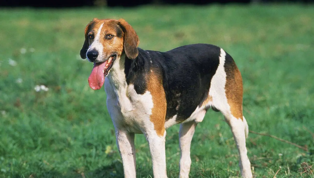 English Foxhound