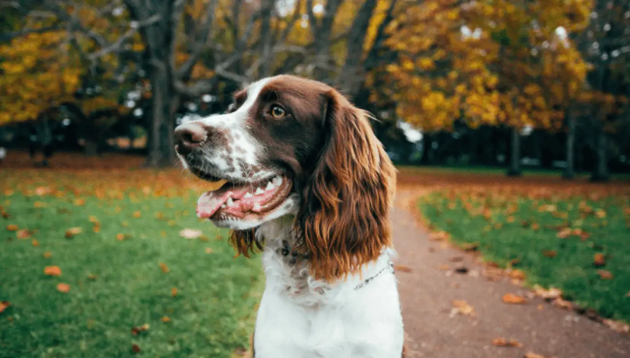 Springer Spaniel Inglese 2