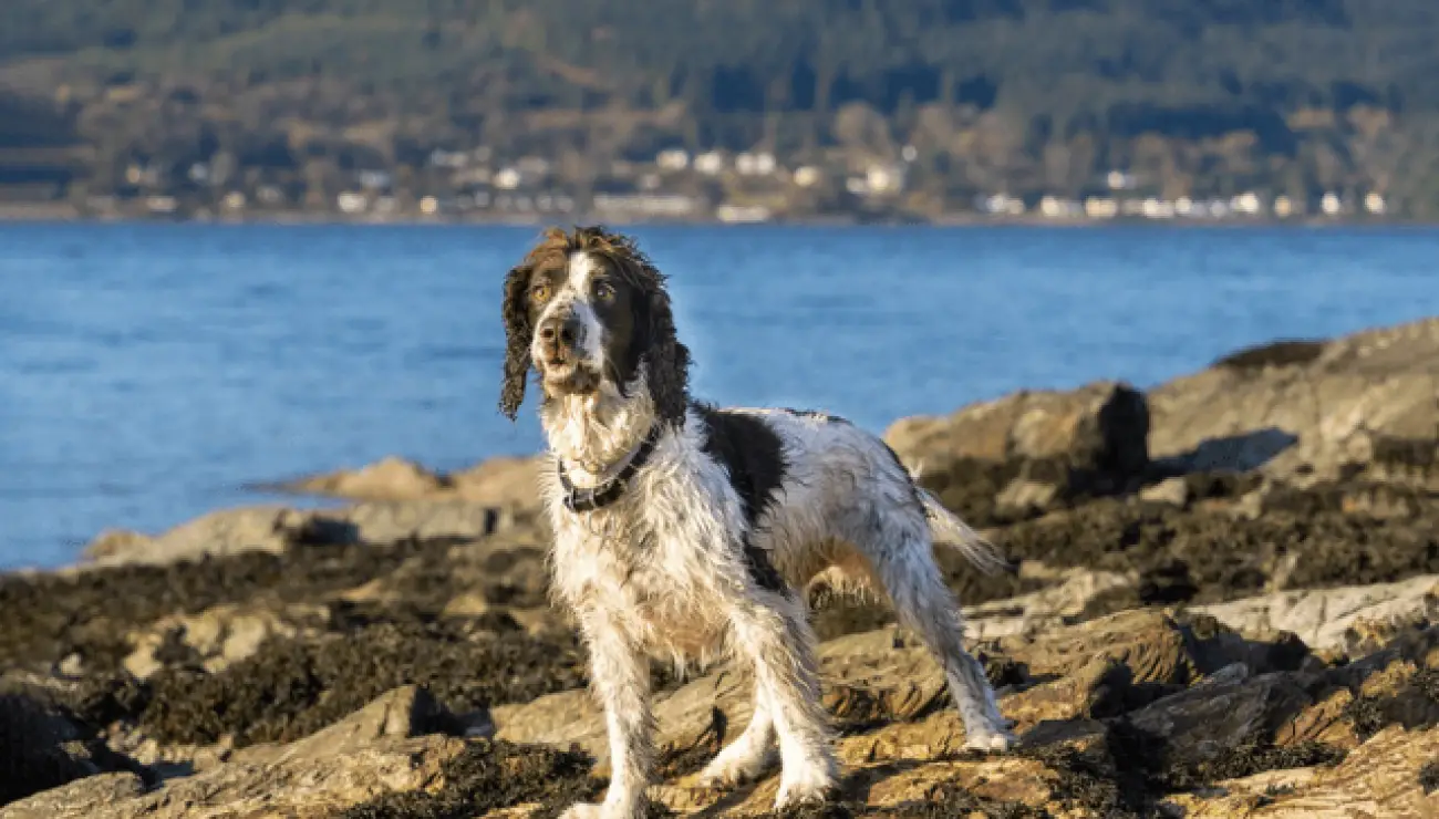 English Springer Spaniel 3