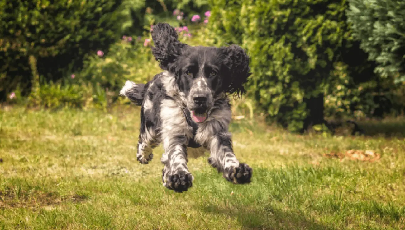 Springer Spaniel Inglese 4