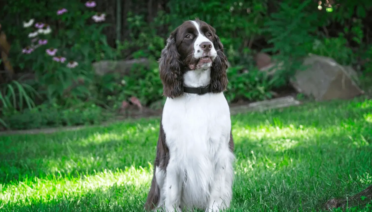 Springer Spaniel Inglese