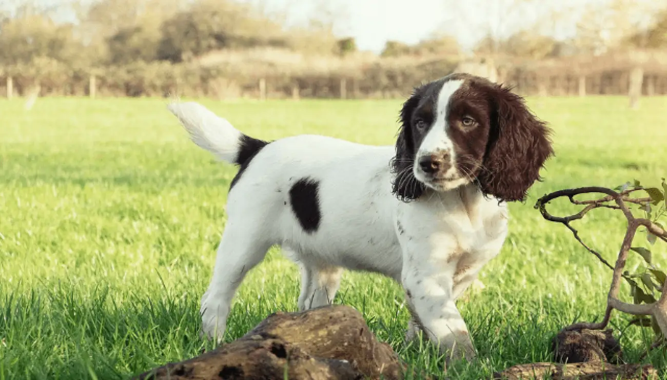 English Springer Spaniel 1