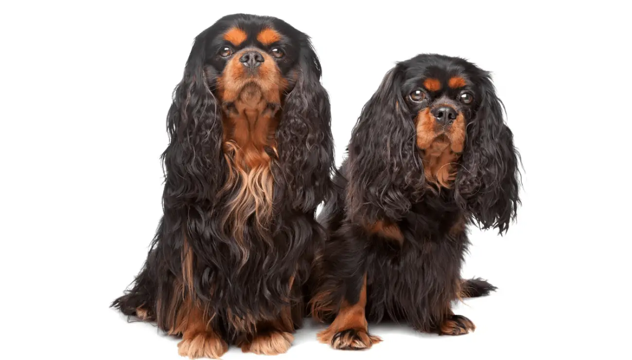 English Toy Spaniel (King Charles Spaniel)