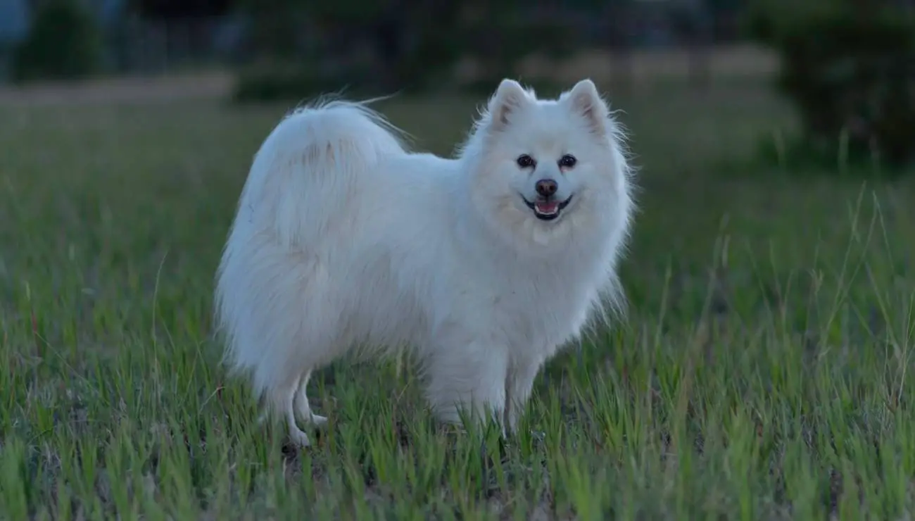 American Eskimo dog 0