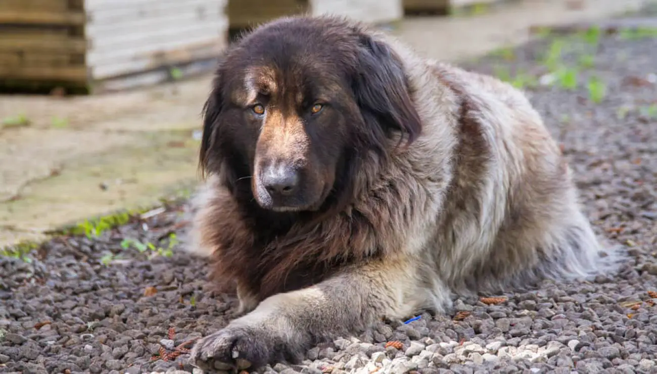 Chien de la Serra da Estrela