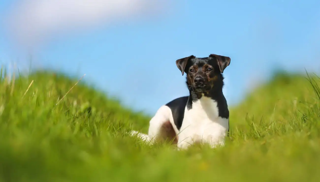 Danish-Swedish Farmdog