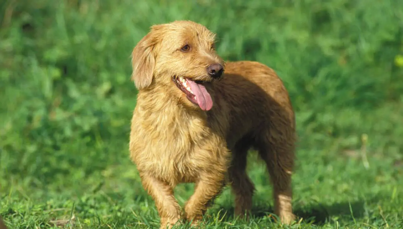 Basset Fauve da Bretagne