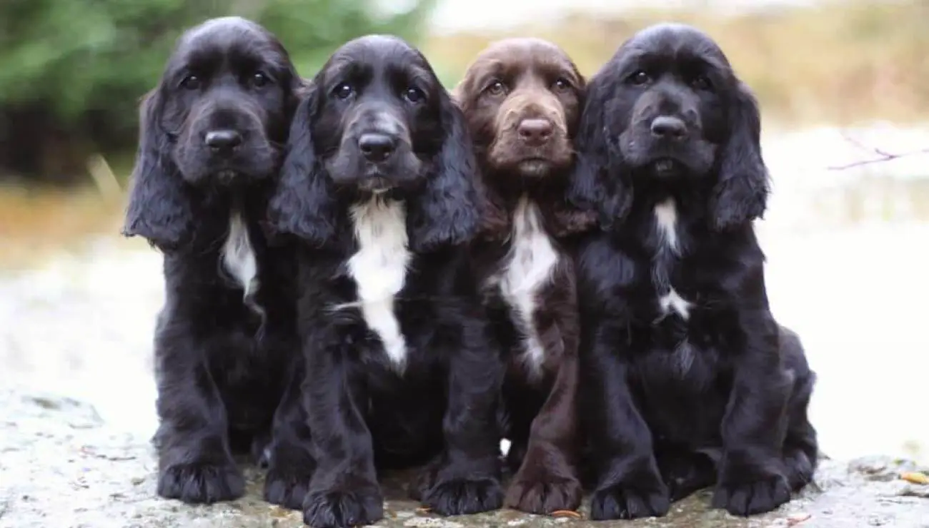 Field Spaniel