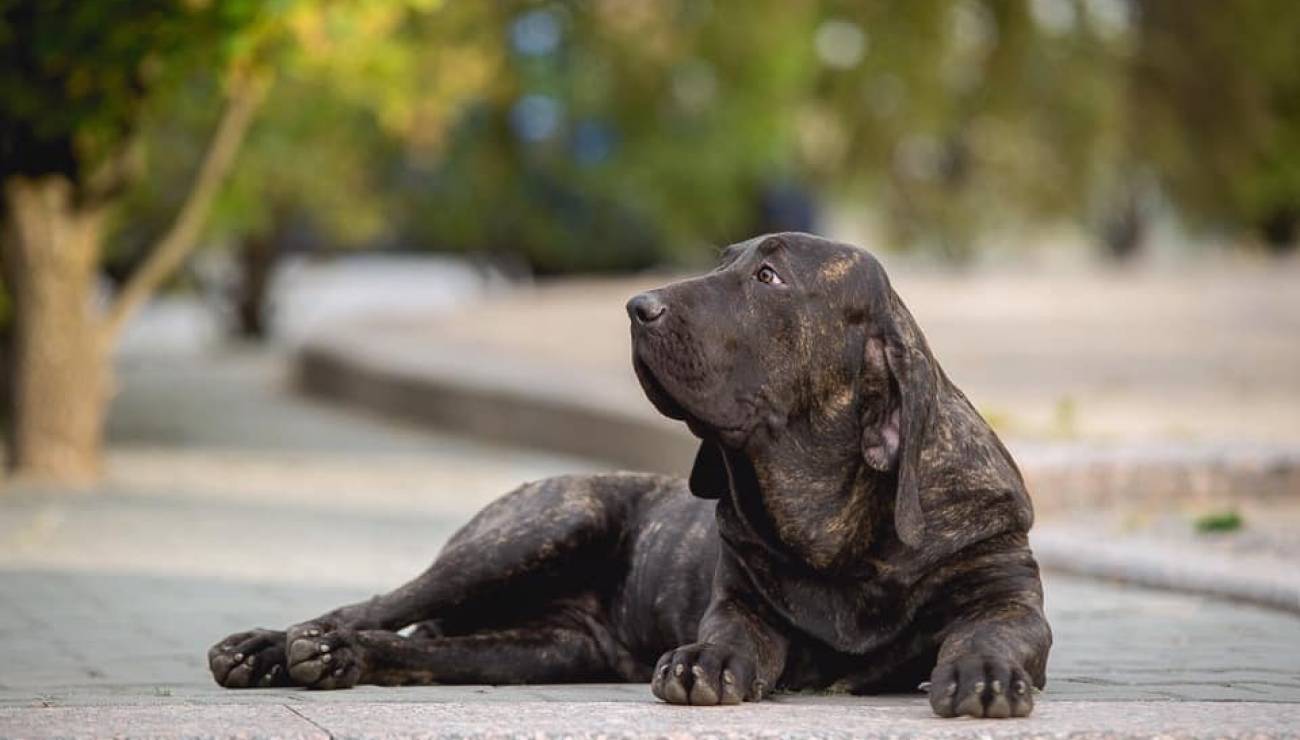 Fila Brasileiros: Dog breed info, photos, common names, and more