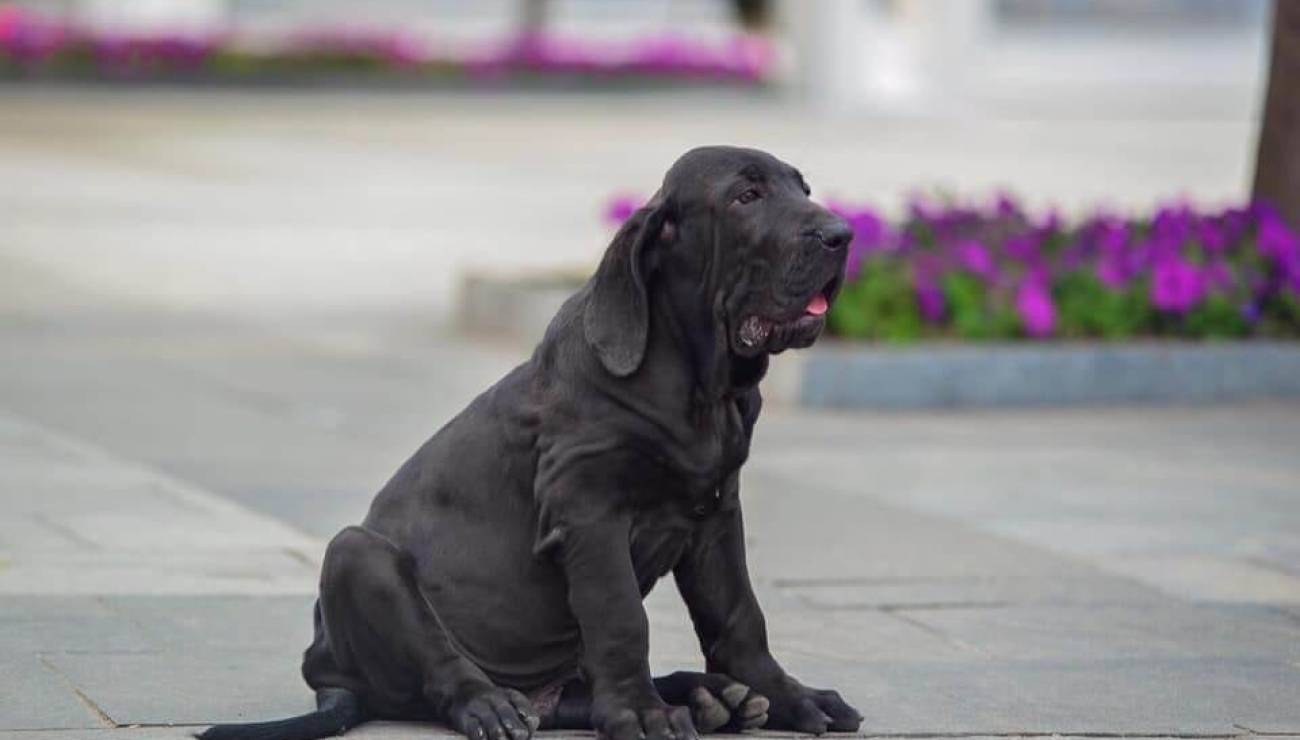 Fila Brasileiro  Dog Breed Info, Guide & Care