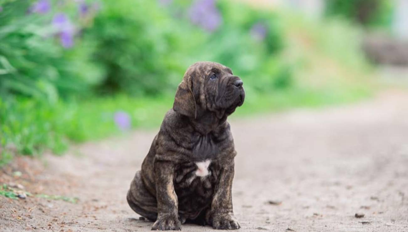 Fila Brasileiro Adoption: Fila Brasileiro Puppies for Sale and Adoption 