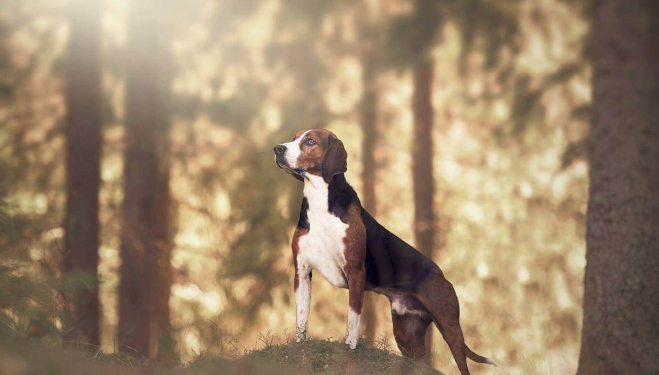 Finnish Hound