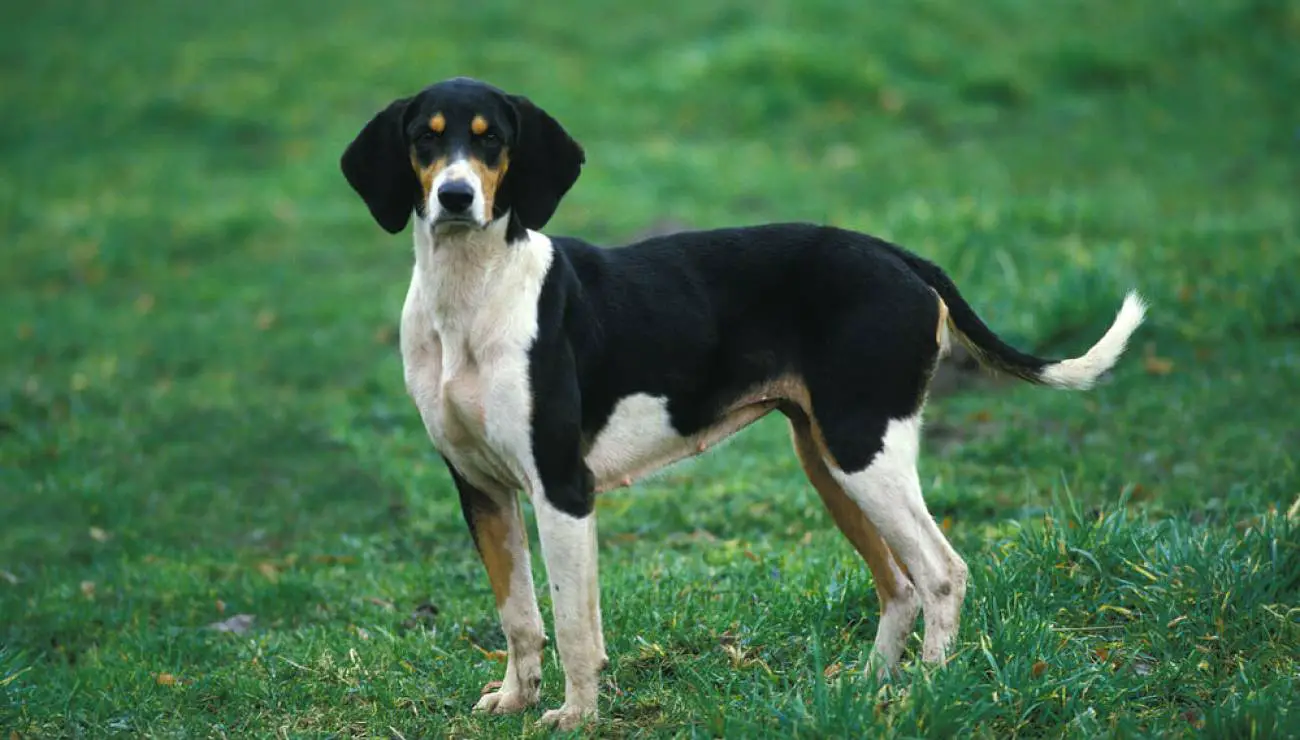 Grosser Anglo-Französischer dreifarbiger Laufhund