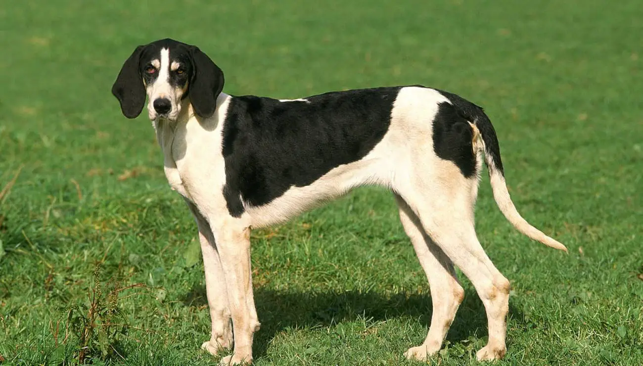Grosser Anglo-Französischer-schwarzer Laufhund