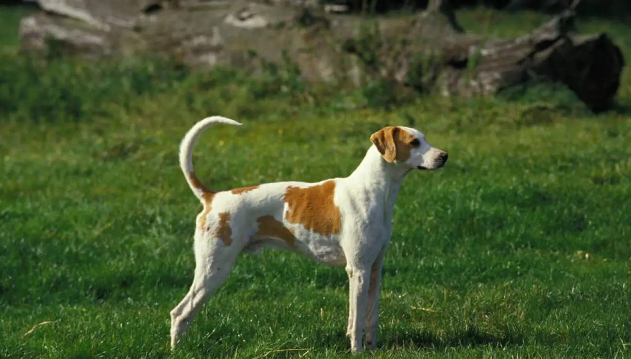 Grosser Anglo-Französischer weiss-oranger Laufhund