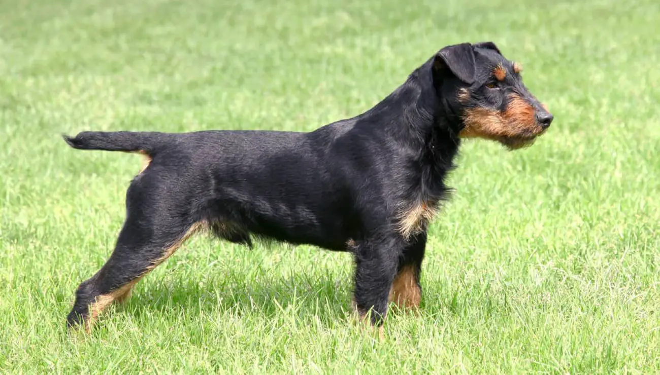 Terrier cazador Alemán