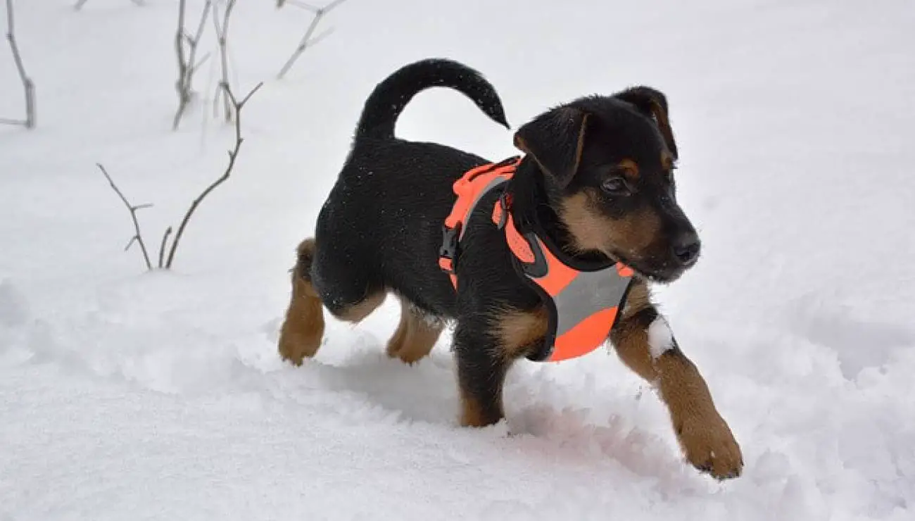 Terrier cazador Alemán 0