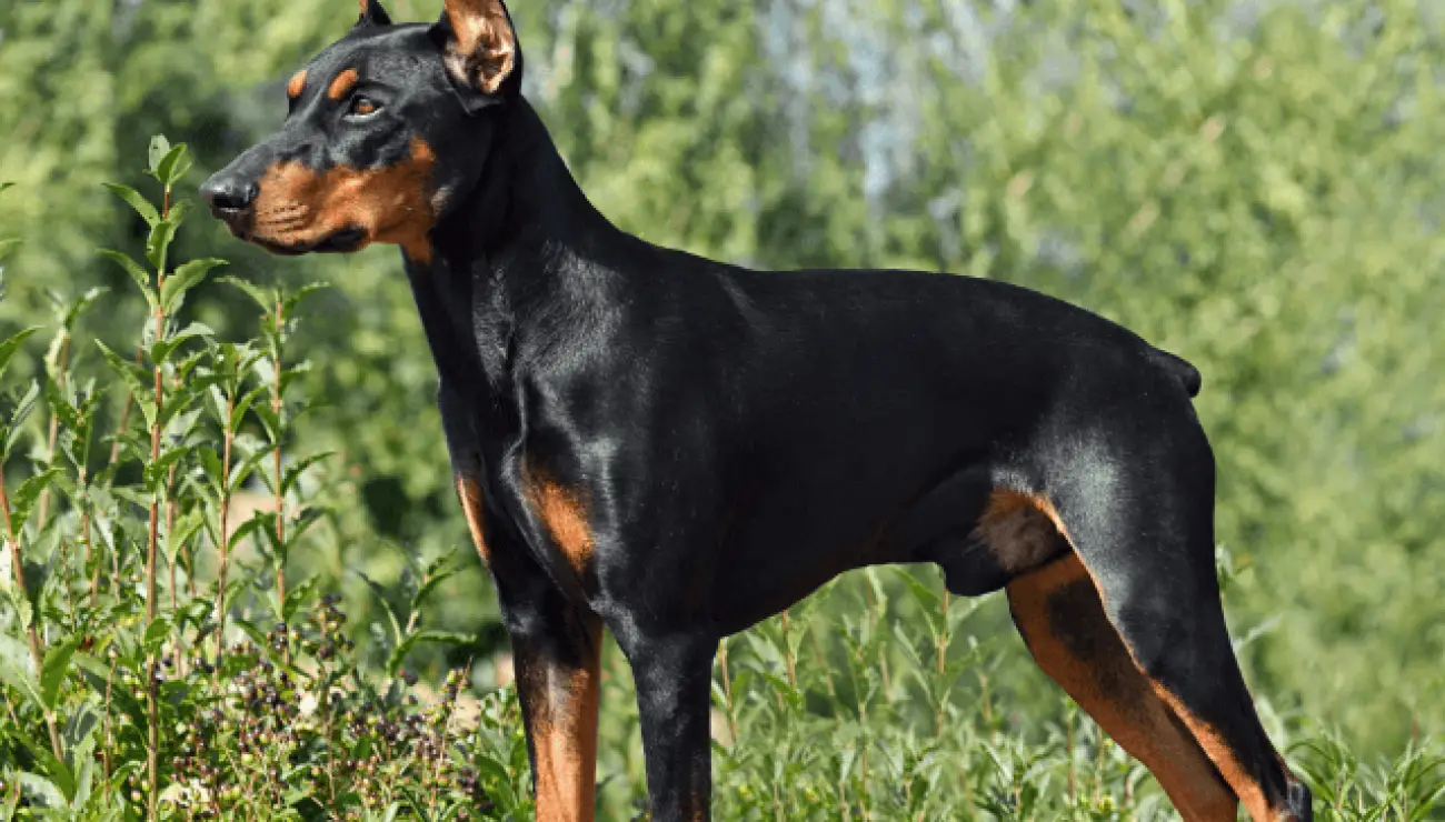 Pinscher Alemán 4