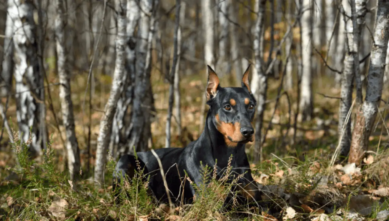 Deutscher Pinscher 5