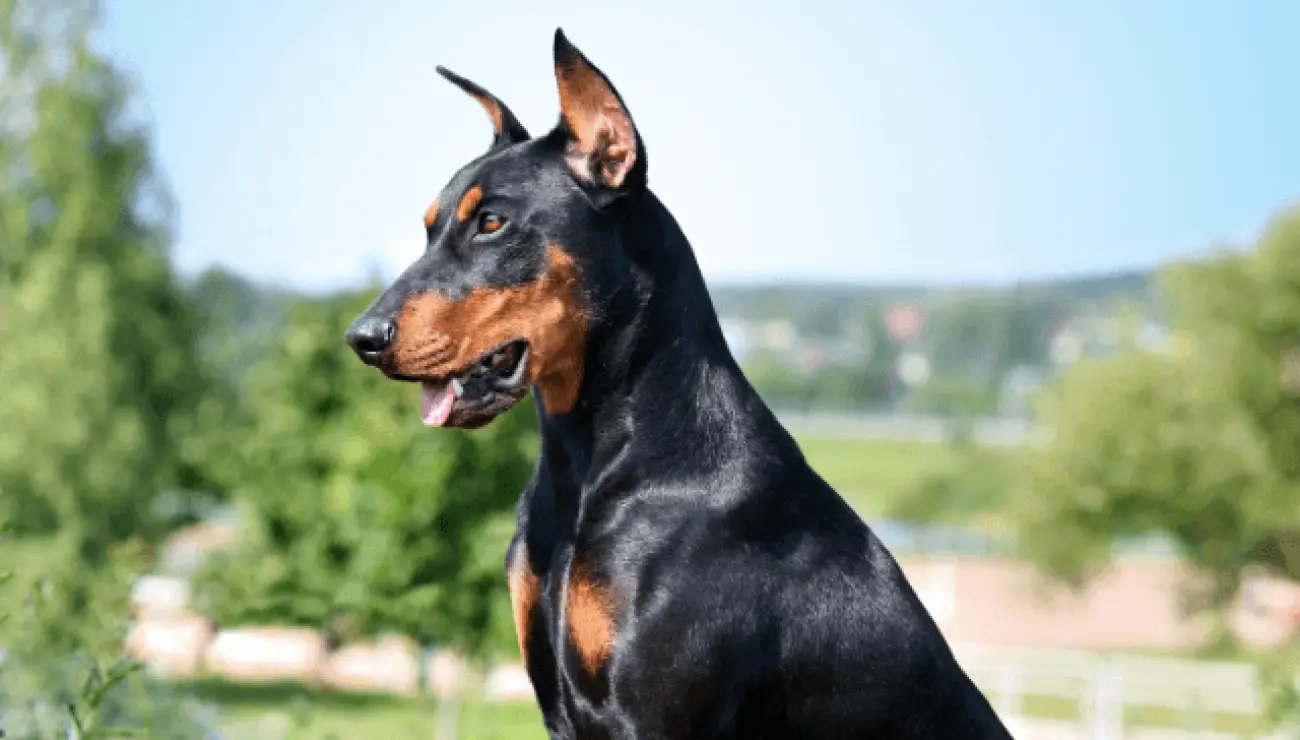 German Pinscher 0