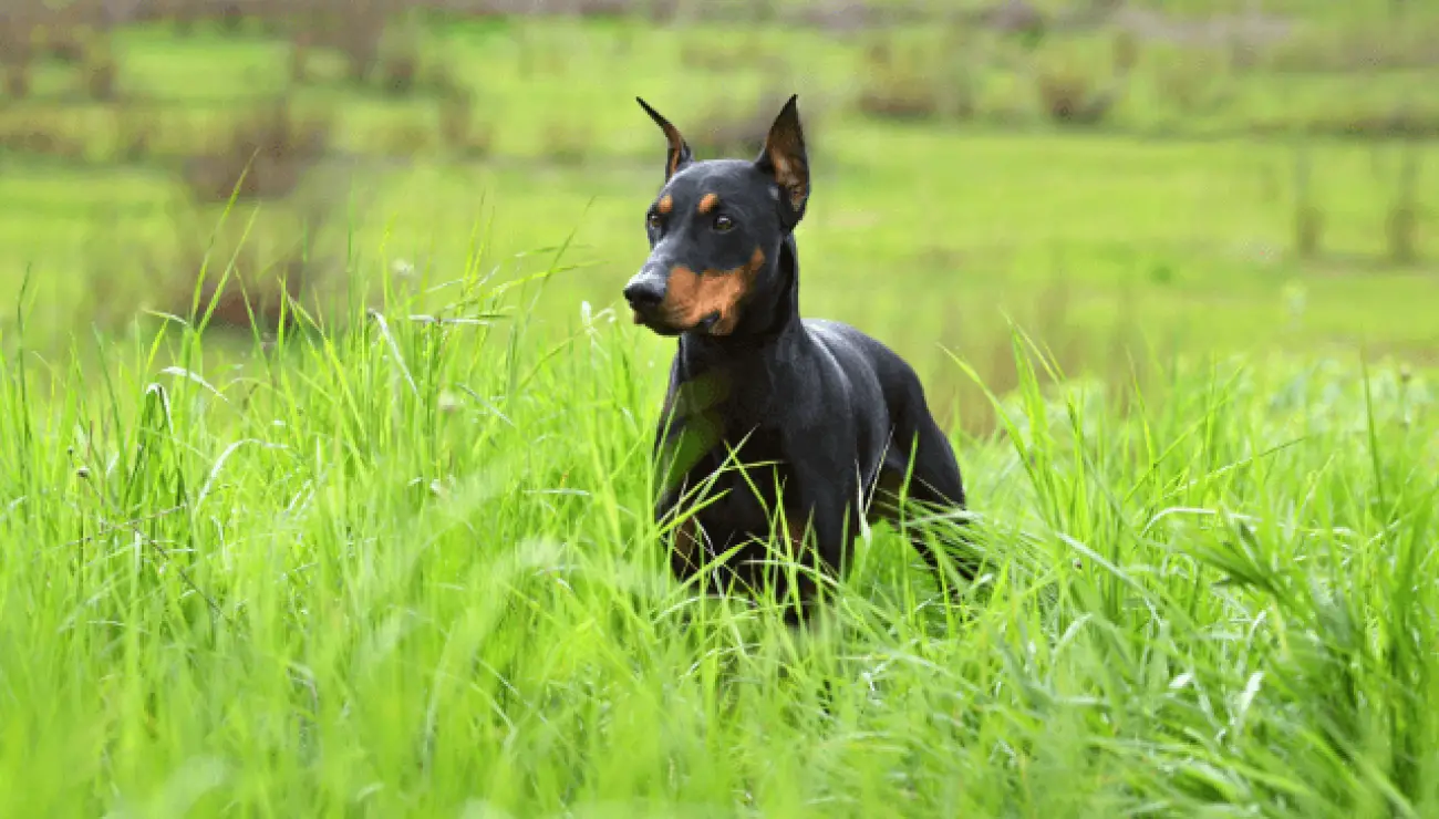 Deutscher Pinscher 1