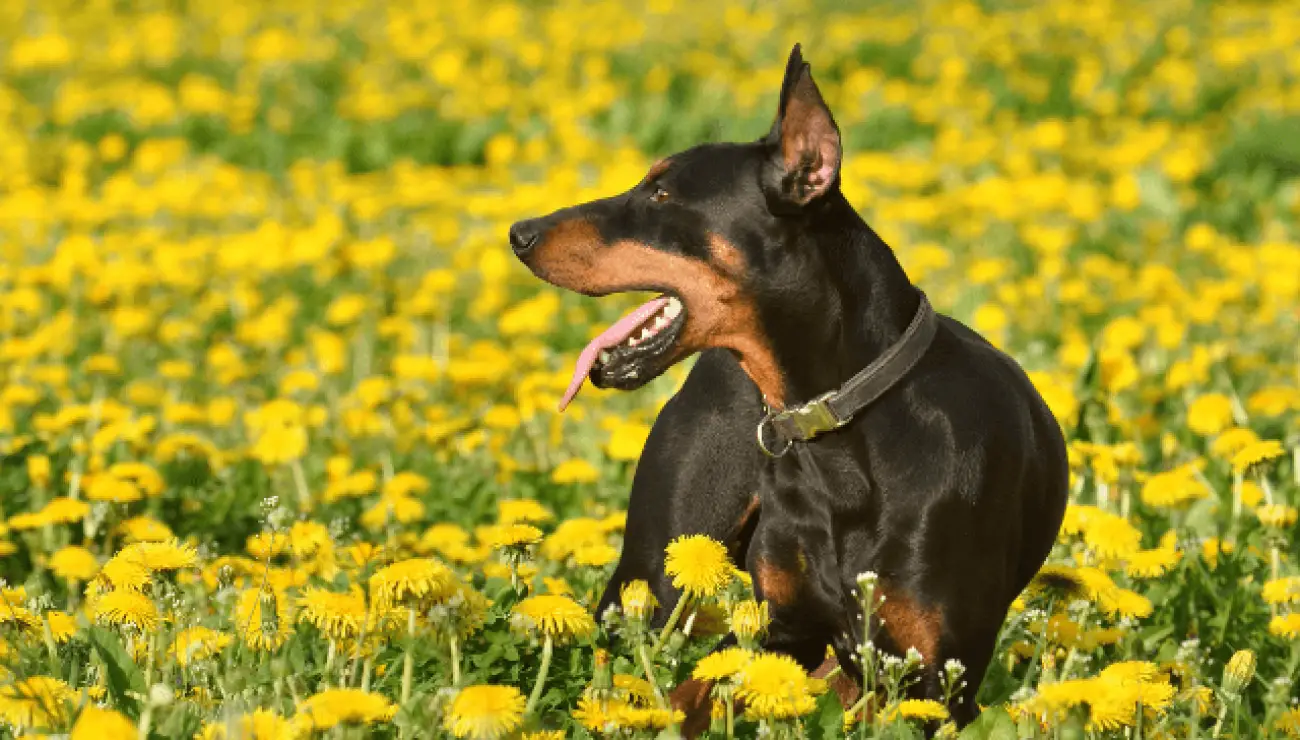 Pinscher Alemán 2