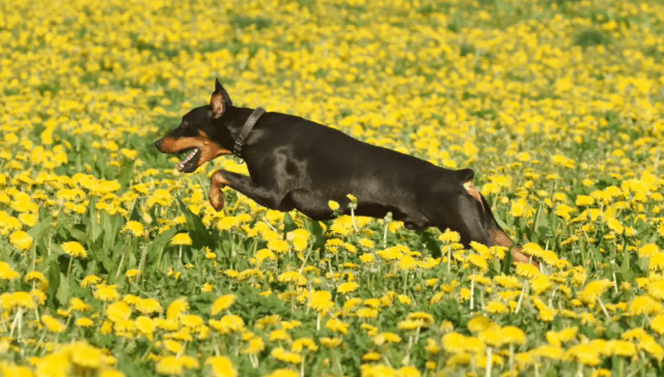 Pinscher Alemán 3