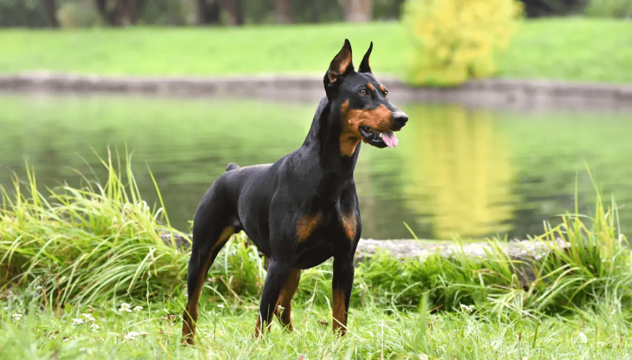 Pinscher Alemán