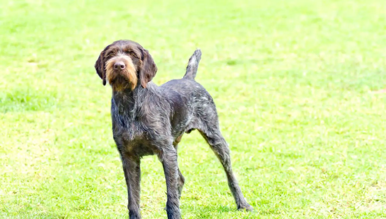 German Rough-haired Pointer