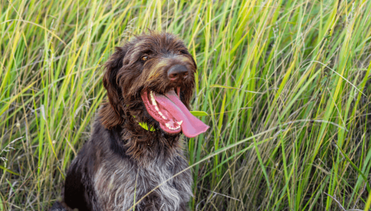 Rratto Del Cane Di Grifone Di Bruxelles Sul Banco Di Legno Fotografia