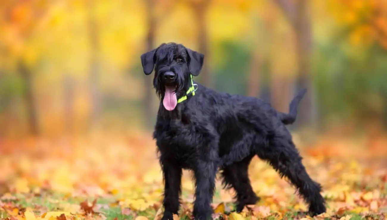 Schnauzer geant