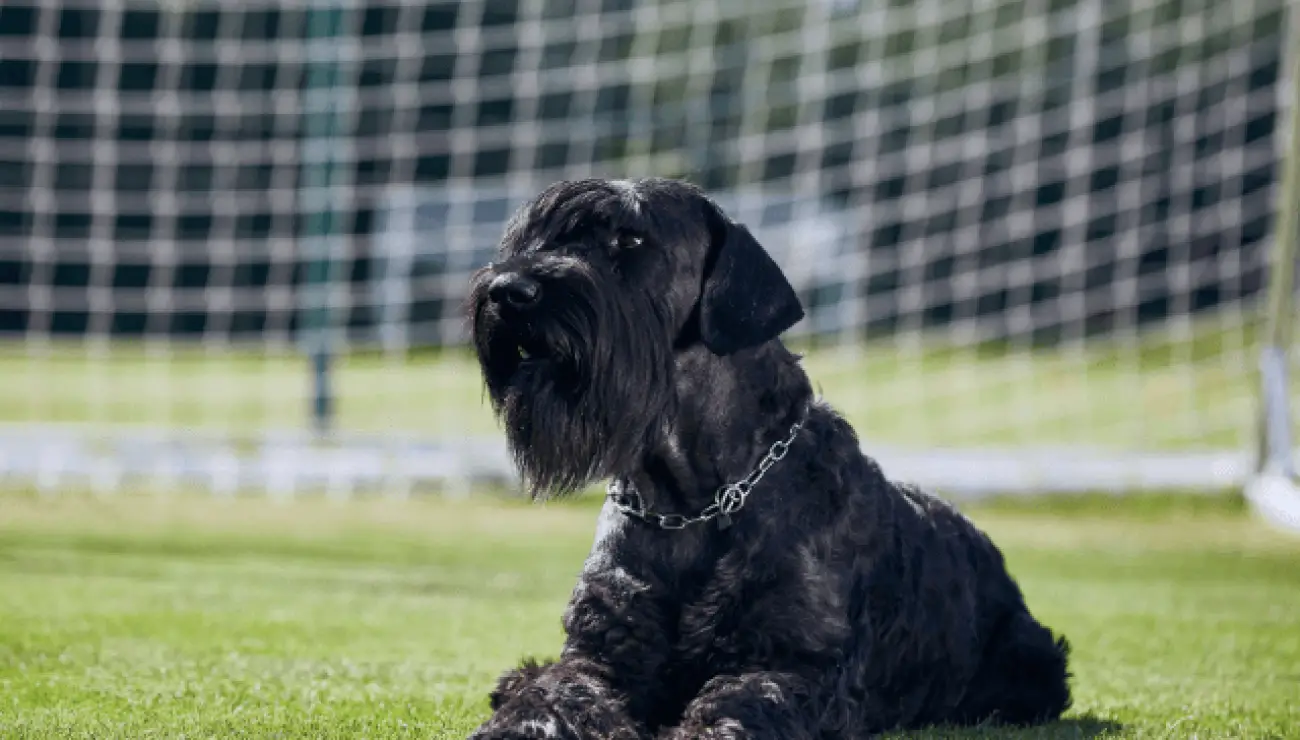 Schnauzer gigante 1