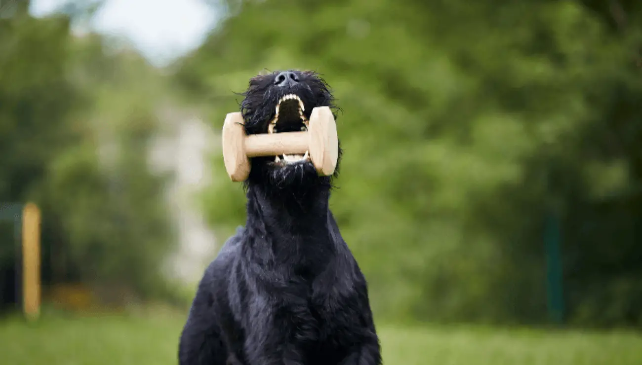 Schnauzer gigante (Riesenschnauzer) 3