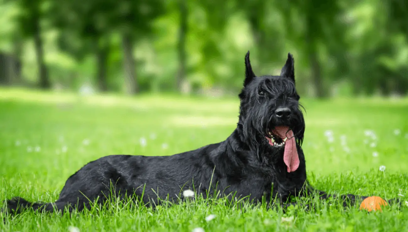 Schnauzer gigante 4