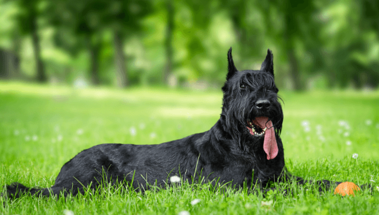 su veliki šnauceri dobri psi