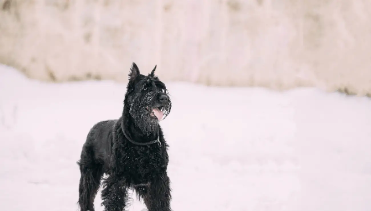 Schnauzer gigante (Riesenschnauzer) 0