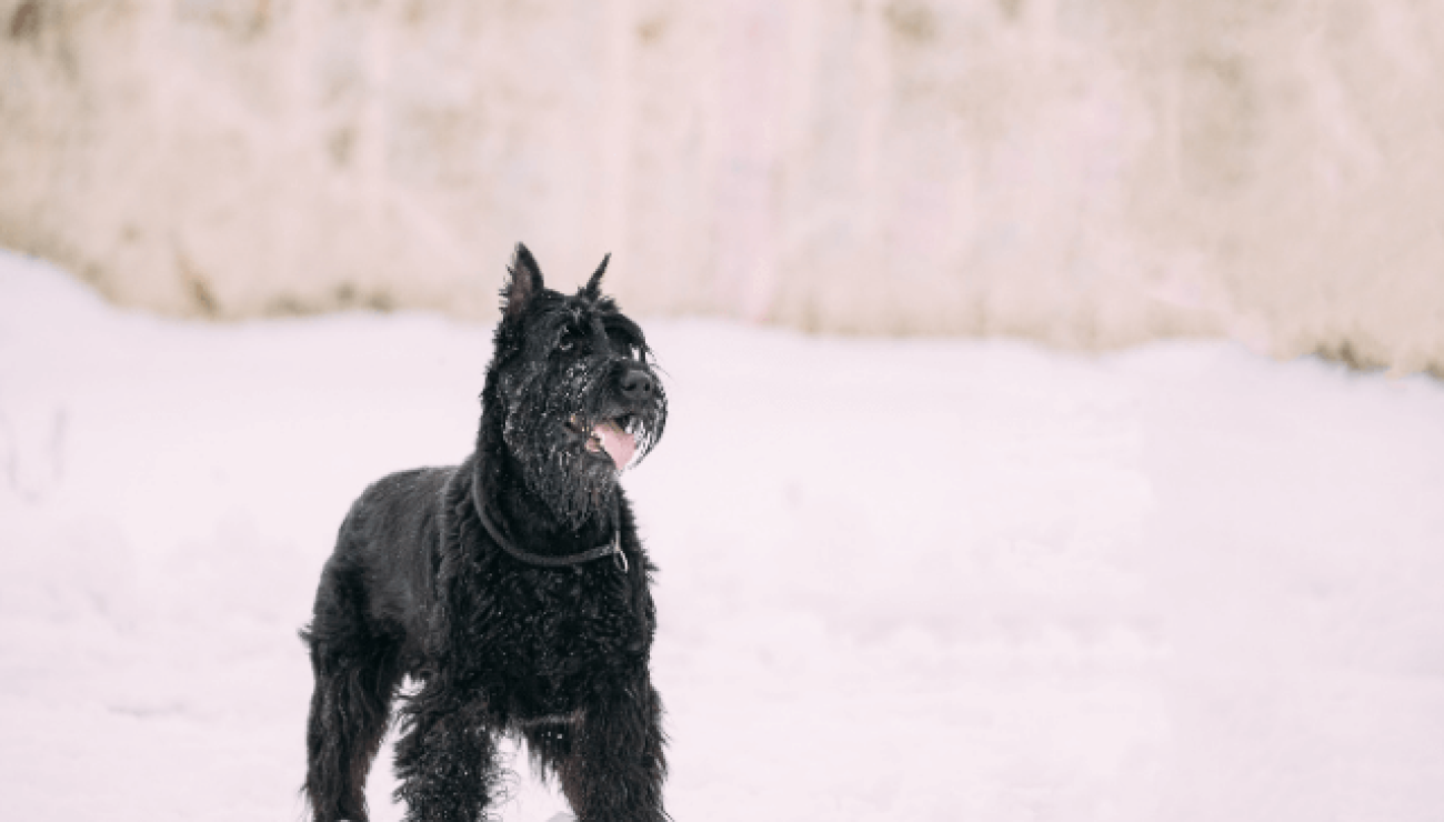 su veliki šnauceri dobri psi