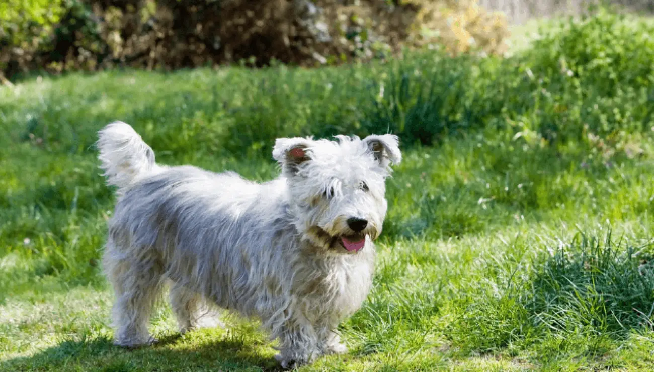 Irischer Glen of Imaal terrier 0
