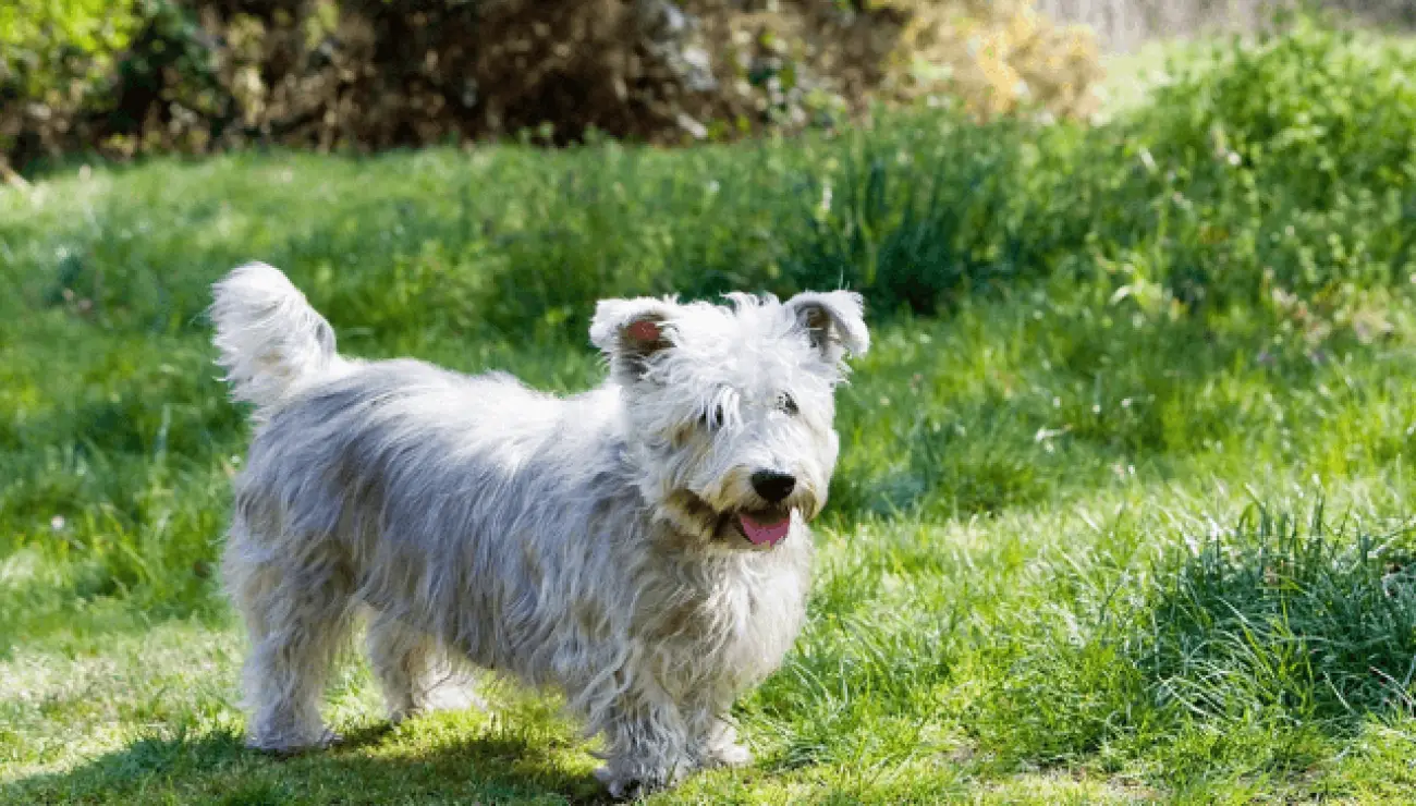 Terrier Glen de Imaal Irlandés 0