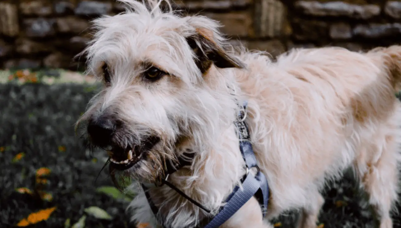 Terrier Irlandais Glen of Imaal 2