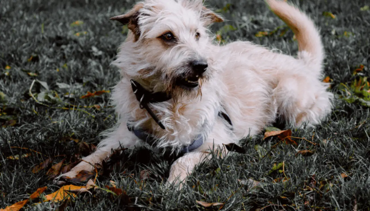 Terrier Glen de Imaal Irlandés 1